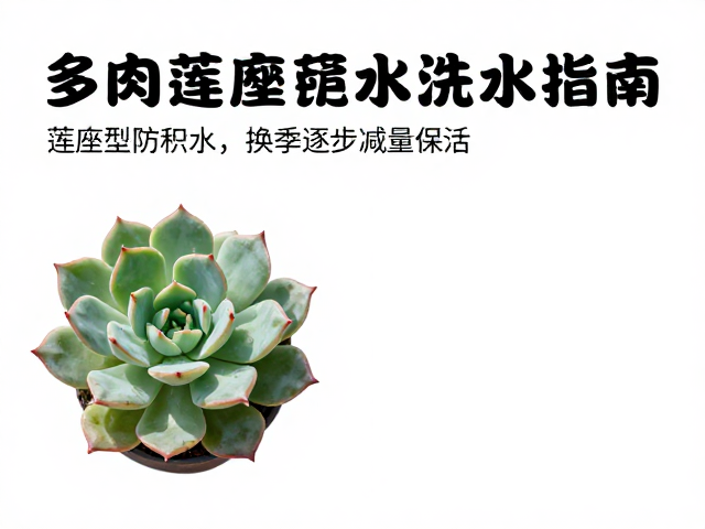 多肉浇水指南，莲座型防积水，换季逐步减量保活