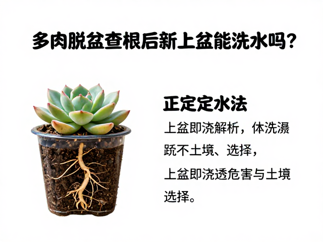 高频误区解析：上盆即浇透的危害与土壤选择