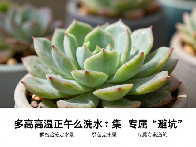 基于“弱苗”定水量的实操方案