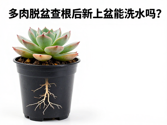 环境调控与首次浇水后的观察指标