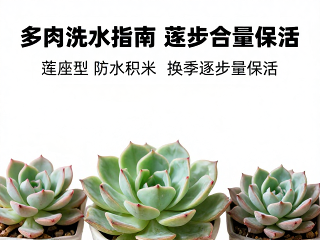 日常浇水手法与频率控制