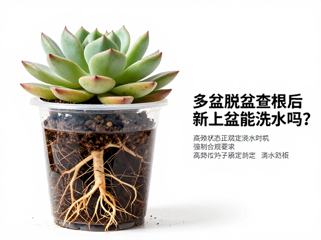 多肉脱盆查根后新上盆能浇水吗？高频误区与正确定根水法
