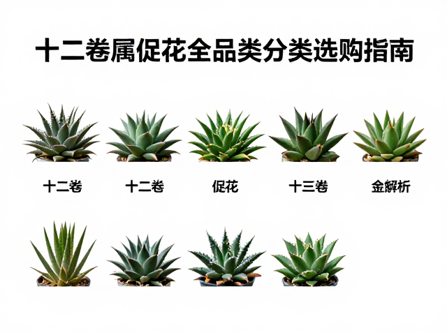 多肉肥料怎么选？十二卷属促花全品类分类选购指南