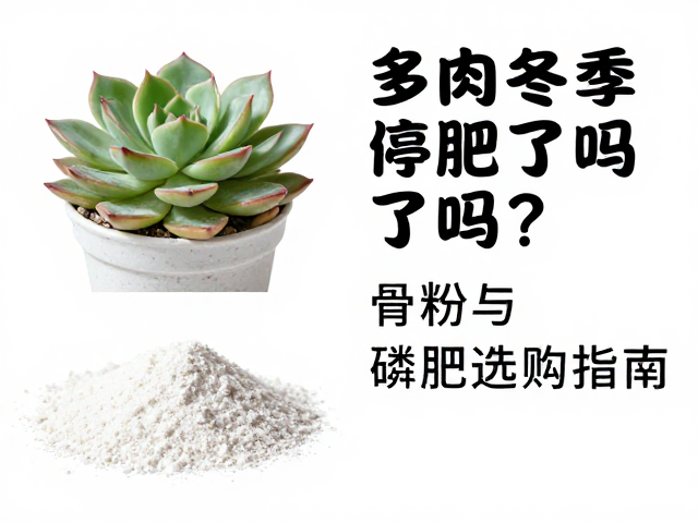 骨粉在冬季多肉养护中的适用性与风险