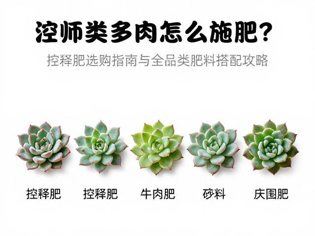 法师类多肉怎么施肥？控释肥选购指南与全品类肥料搭配攻略