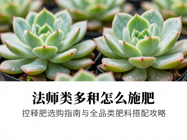 有机肥与微肥的辅助作用