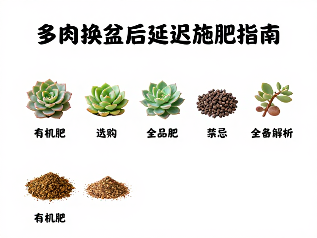 低养分类多肉的施肥禁忌与环境适应