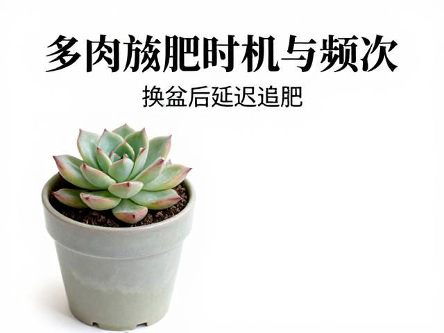 严格遵循沿盆边施肥法
