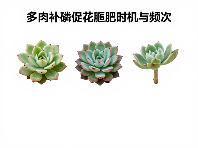规避肥害的风险管理与应急处理
