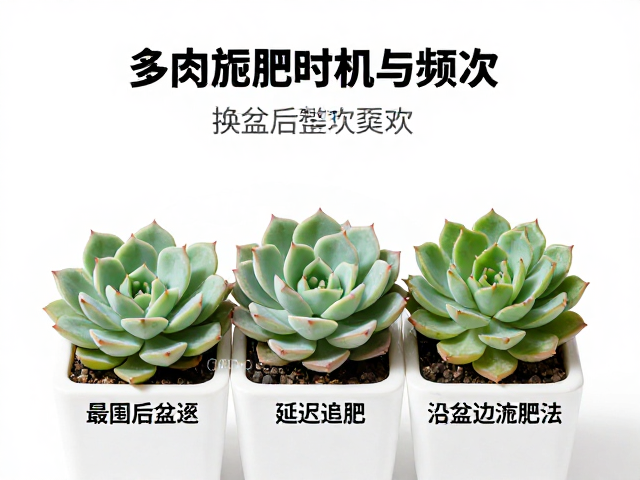 施肥频次与季节性调整
