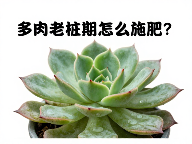 老桩特殊状态下的调整策略