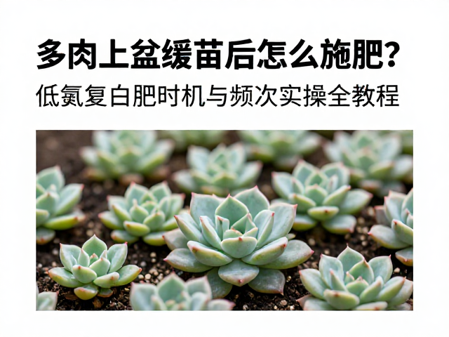 多肉上盆缓苗后怎么施肥？低氮复合肥时机与频次实操全教程