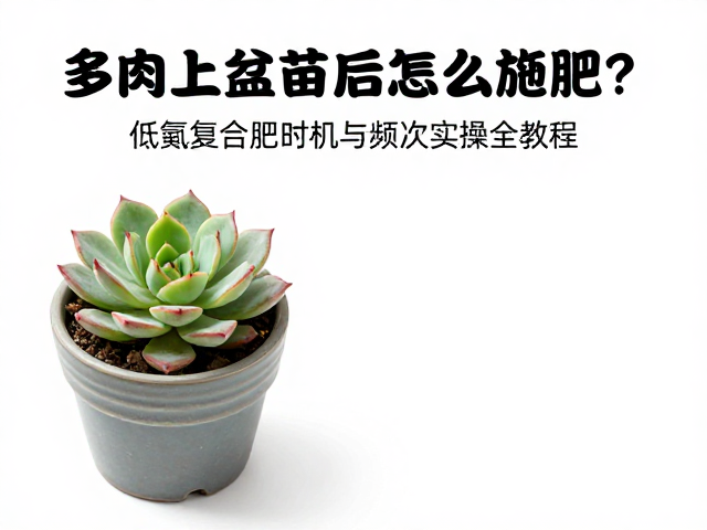 低氮复合肥的选择逻辑与施用时机
