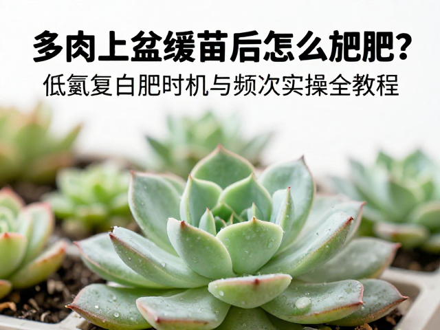 施肥后的养护配合与风险规避