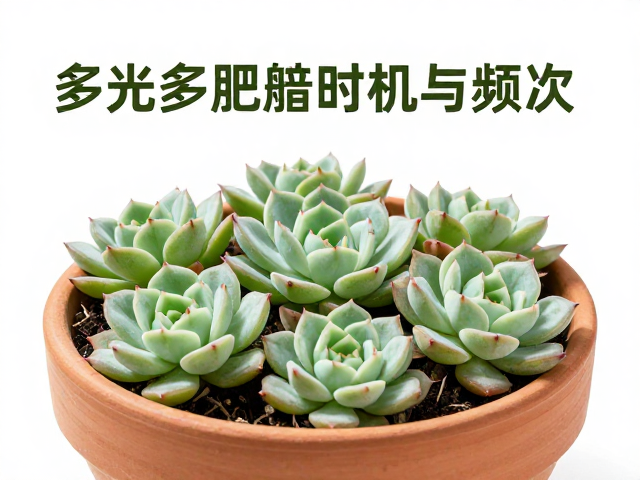 精准控制频次,宁稀勿浓避免肥害