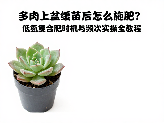 施肥频次控制与季节性调整策略