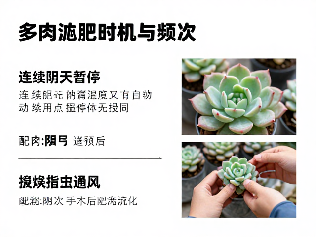 频次控制与薄肥勤施的执行细节