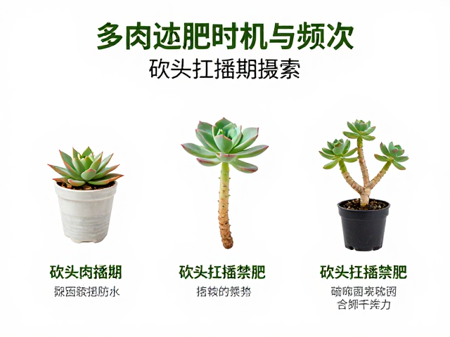 砍头扦插期的禁肥原则与生理机制