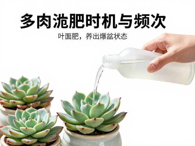 多肉施肥时机与频次，叶面肥，液体肥实操教程，养出爆盆状态