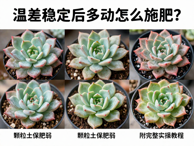 特殊品种与生长阶段的差异化处理