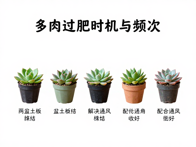 多肉施肥时机与频次？解决盆土板结，配合通风吸收好