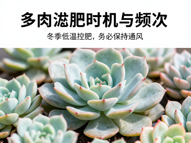 多肉施肥时机与频次，冬季低温控肥，施肥后务必保持通风