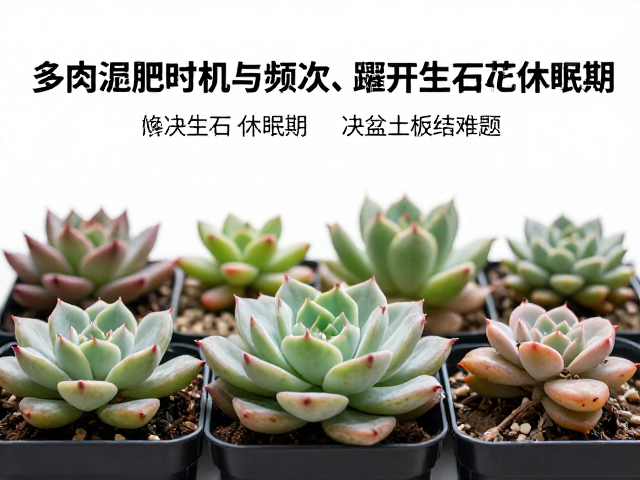 多肉施肥时机与频次，避开生石花休眠期，解决盆土板结难题