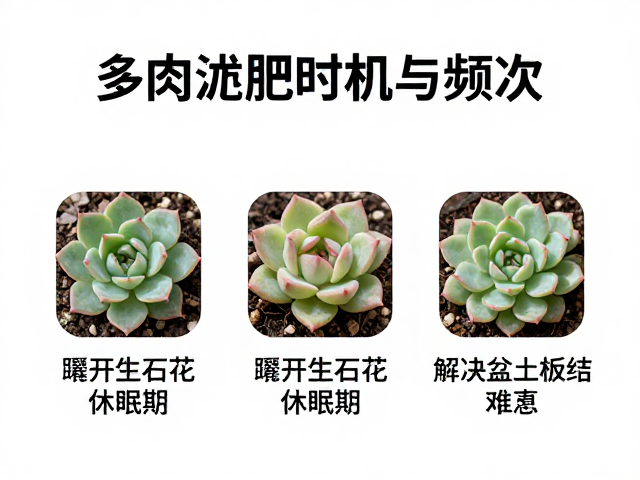 科学施肥的操作细节与频次