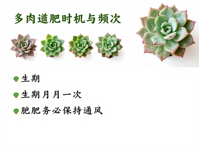 多肉施肥时机与频次，生长期每月一次，施肥后务必保持通风