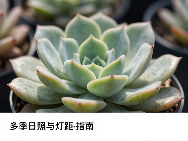 多肉冬季光照管理，增加日照与灯距调节指南
