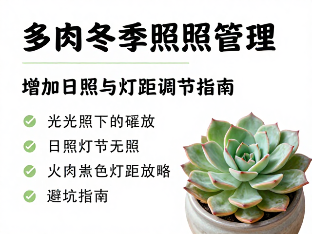 自然光照下的摆放策略与避坑指南