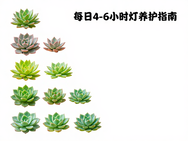 不同生长阶段的光照策略