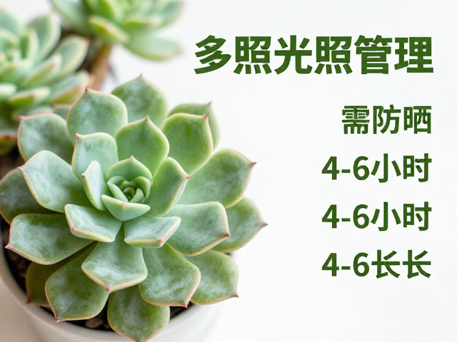 多肉光照管理，锦化品种需防晒，每日4-6小时光照时长指南