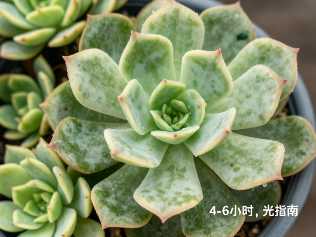 不同季节与环境的光照调控策略