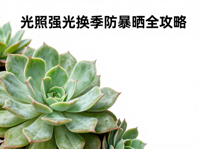 正午强光下的防护与调控机制