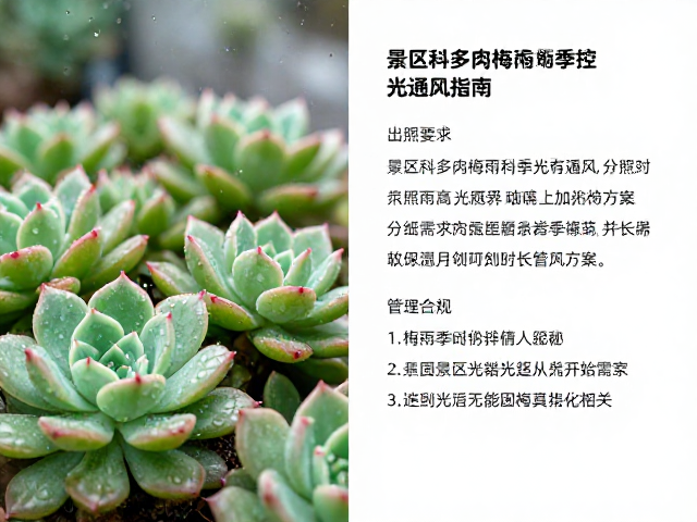 景天科多肉梅雨季控光通风指南，光照需求分级与时长管理方案
