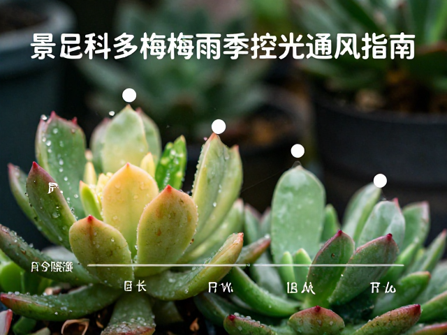 光照需求分级与时长管理方案
