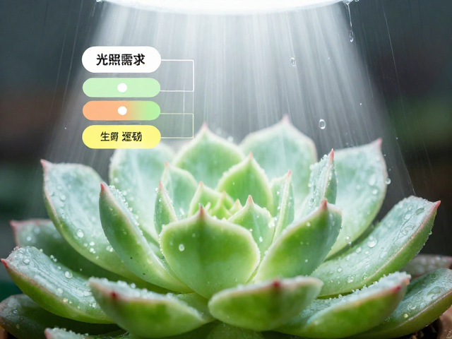 多肉露养与阴雨天补光，光照需求分级管理方案