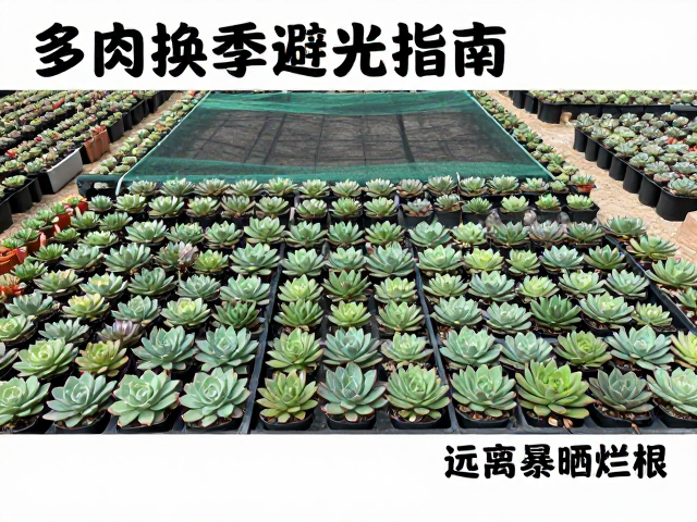 换季期浇水与根系养护的协同策略