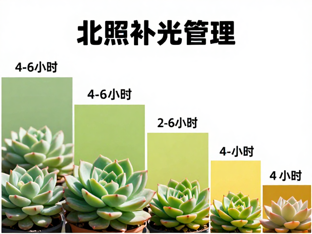 北向环境的光照特性与补光必要性