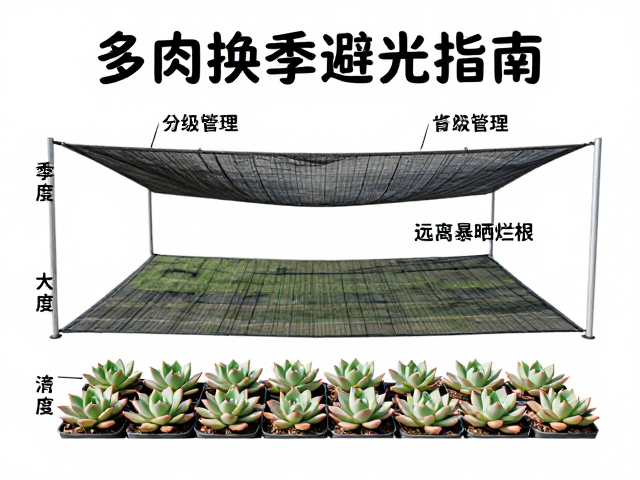 多肉换季避光指南，遮阳网分级管理，远离暴晒烂根
