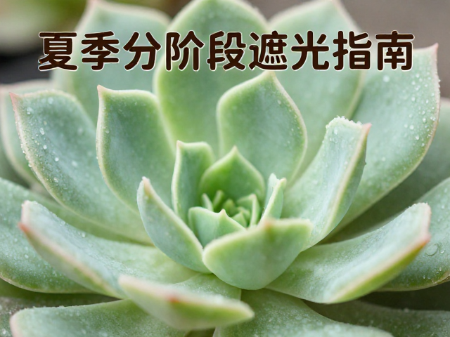 夏季高温期的阶段性遮光策略