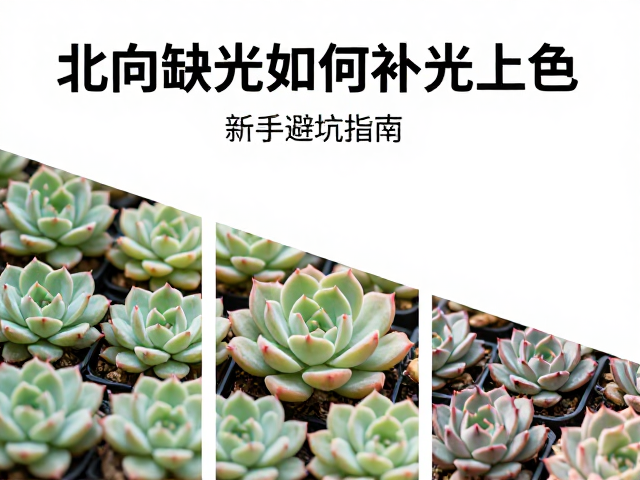 环境优化与辅助管理策略