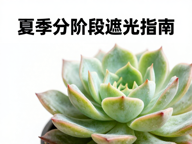 多肉光照管理，依叶色调时长，夏季分阶段遮光指南