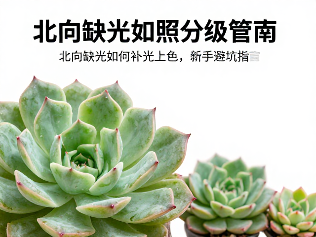 多肉光照分级管理，北向缺光如何补光上色，新手避坑指南