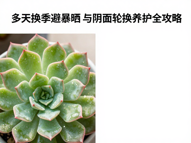 夏季极端光照的应对与阴面轮换