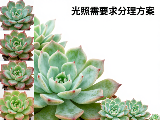 基于品种特性的光照需求分级策略