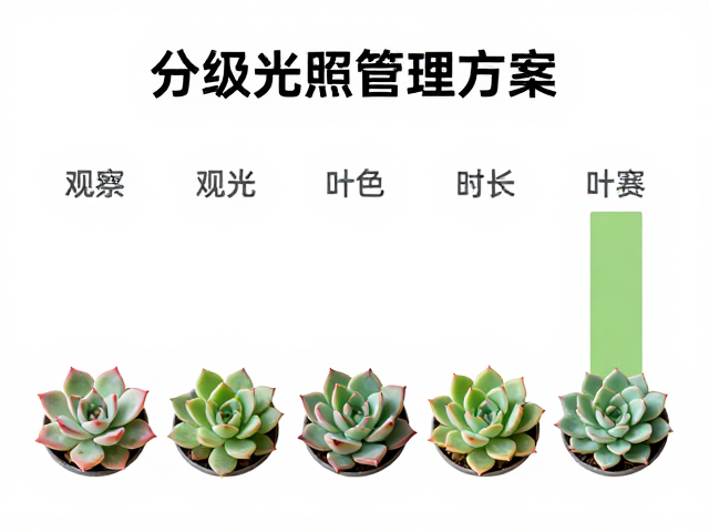 基于季节与品种特性的分级光照管理方案