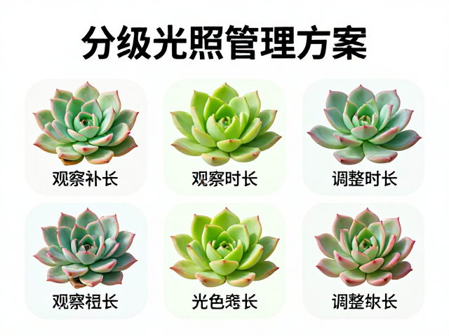 通过叶色变化识别光照需求与调整策略