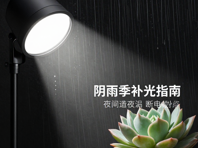 多肉阴雨季补光指南，灯具选购与夜间断电要点